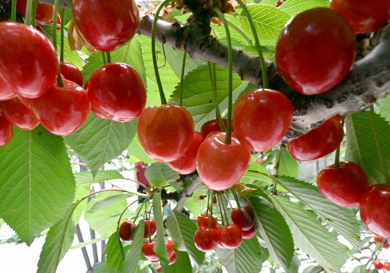 一足早く初夏の味　温室でのサクランボ狩り始まる　山形・東根