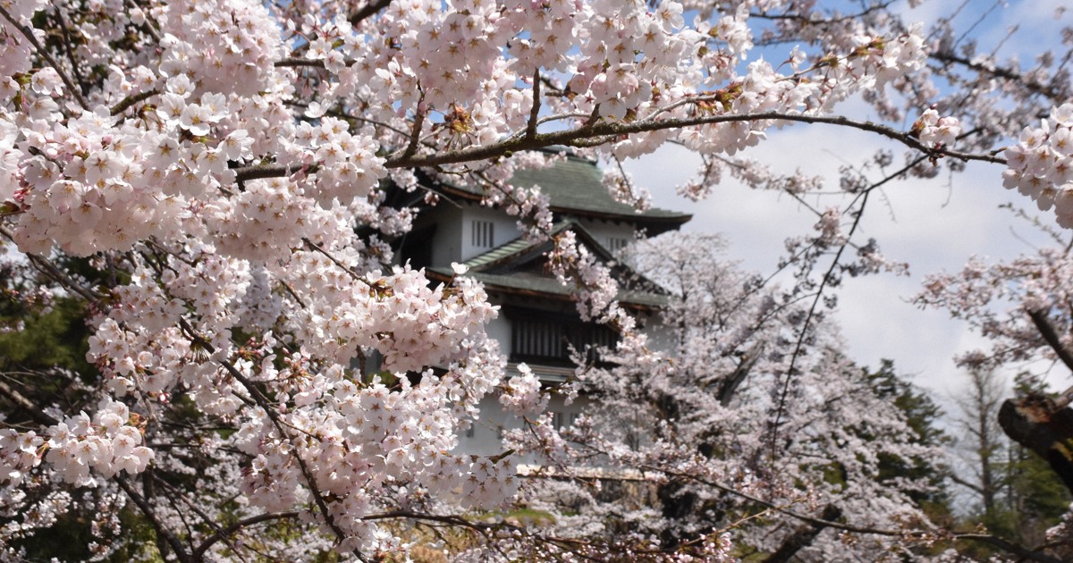 青森・弘前公園外堀のソメイヨシノ満開　さくらまつりは会期最長