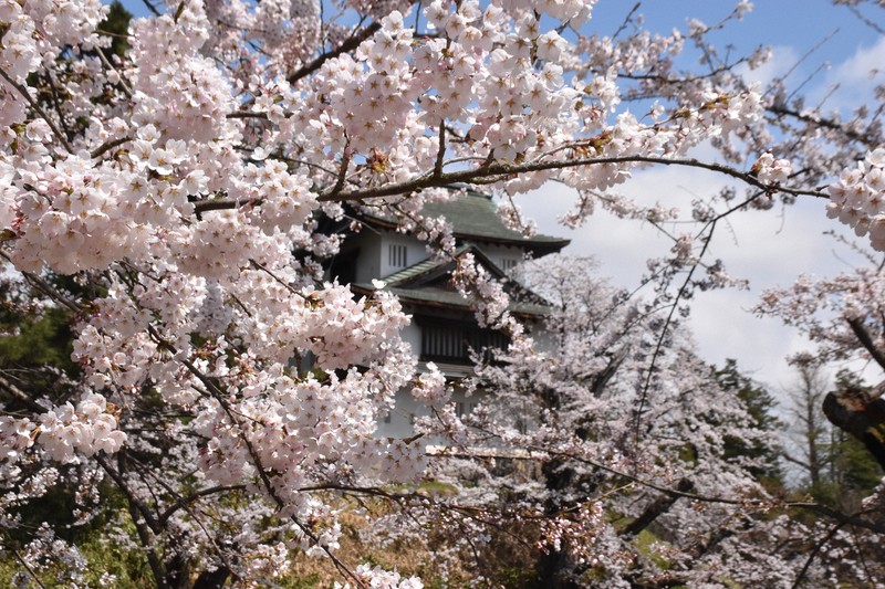 青森・弘前公園外堀のソメイヨシノ満開　さくらまつりは会期最長