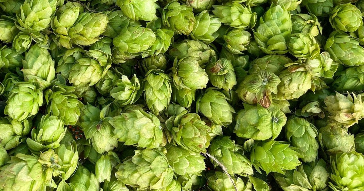 宮崎でビール生産に挑戦　参加型「ホップオーナー制」年々拡大