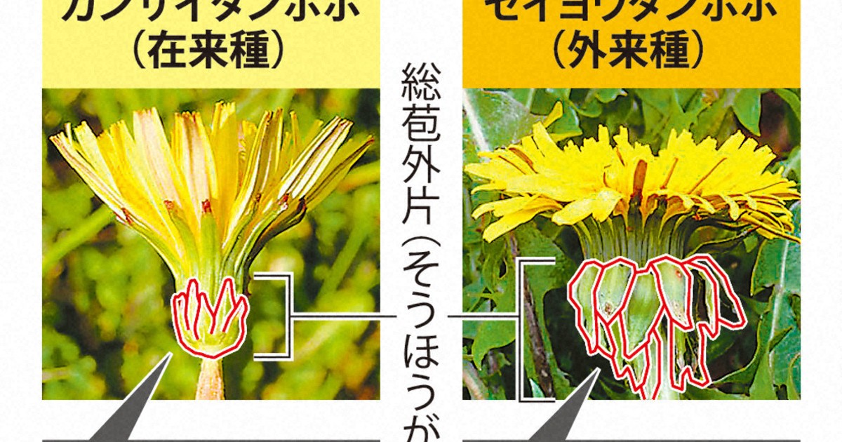 タンポポ勢力図に「異変」　大阪、15年減少の外来種が再び増加