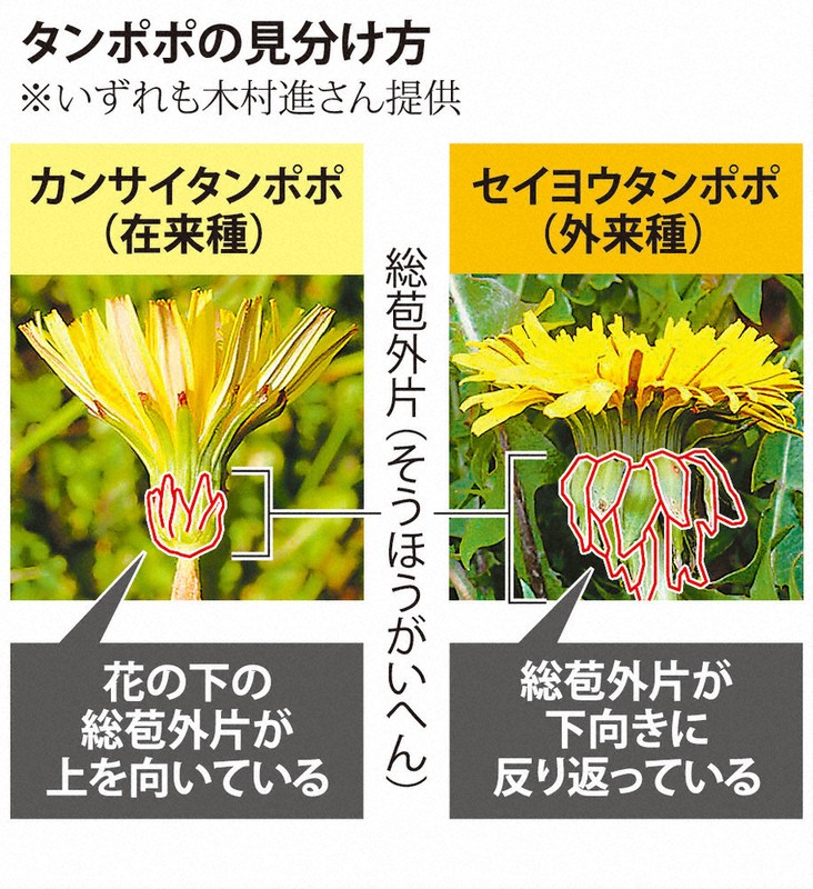 外来種タンポポ、再び増 府内データ1万3685件調査 一時減少も、再開発