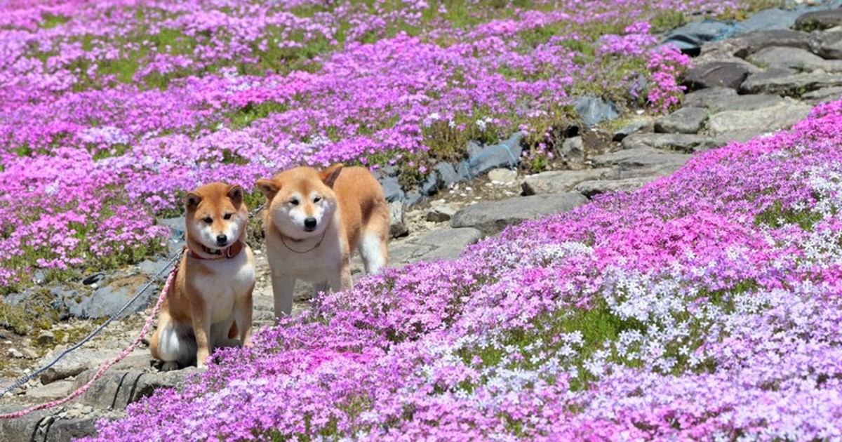 In Photos: 50,000 colorful moss phlox burst into bloom in central Japan city