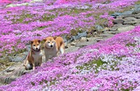 
In Photos: 50,000 colorful moss phlox burst into bloom in central Japan city 
(2026/4/17)