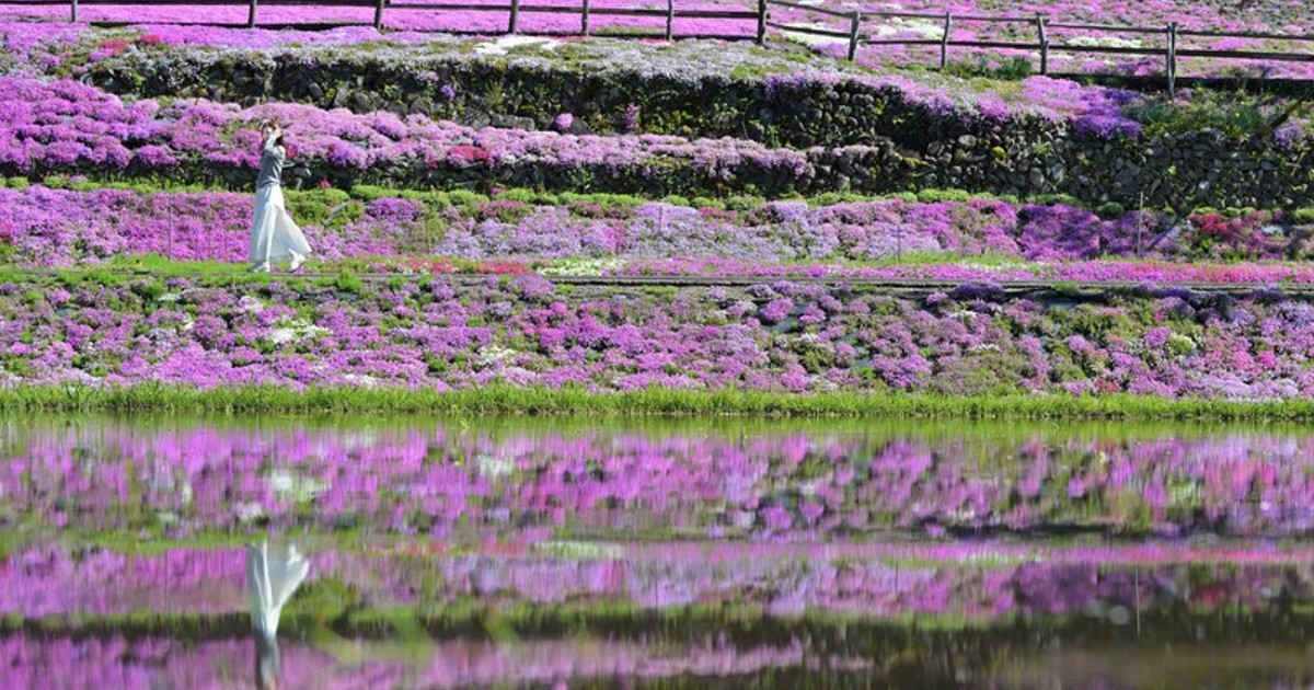 In Photos: 50,000 colorful moss phlox burst into bloom in central