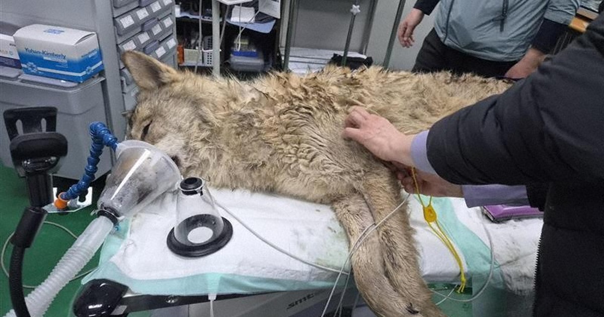 動物園から脱走のオオカミ、麻酔銃で捕獲　9日ぶり　韓国・大田