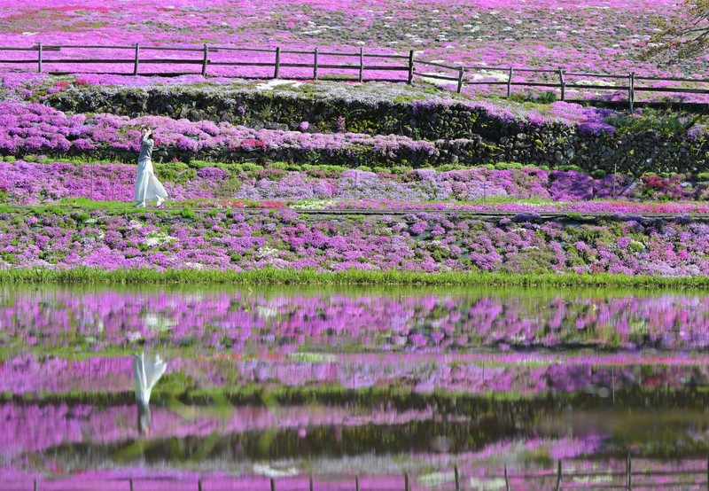 花咲かばあちゃん」芝桜見ごろ 民家敷地に5万株 岐阜・郡上 | 毎日新聞