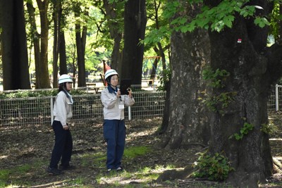 砧公園の桜の木を写真に撮る都職員（中央右）。撮った写真からAIが木の状態を評価する＝世田谷区で2026年4月17日午前10時40分、田中綾乃撮影