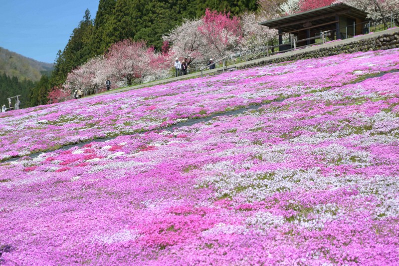 國田家の芝桜」色鮮やかに 岐阜・郡上 [写真特集1/7] | 毎日新聞