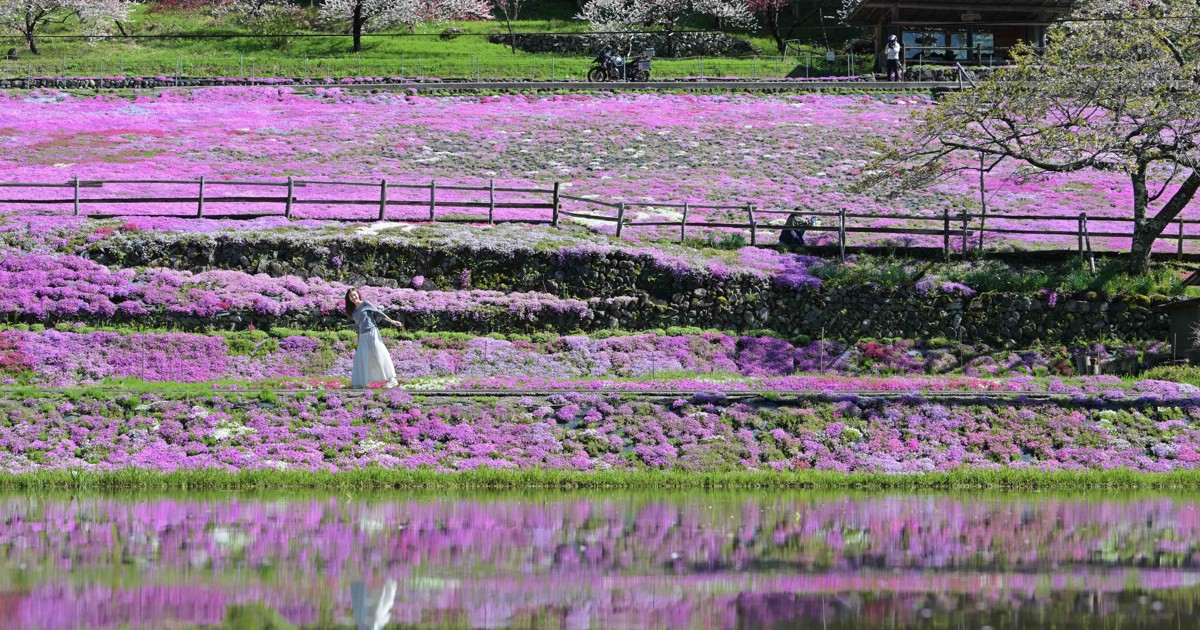 Beloved grandma's vibrant moss phlox carpet in full bloom in central Japan city