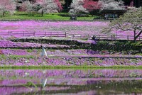 Moss phlox plants are at peak bloom with brightly colored flowers reflecting on the water's surface at the Kunita Family Shibazakura Garden in the city of Gujo, Gifu Prefecture, on April 16, 2026. (Mainichi/Kazuki Yamazaki)=Click/tap photo for more images.