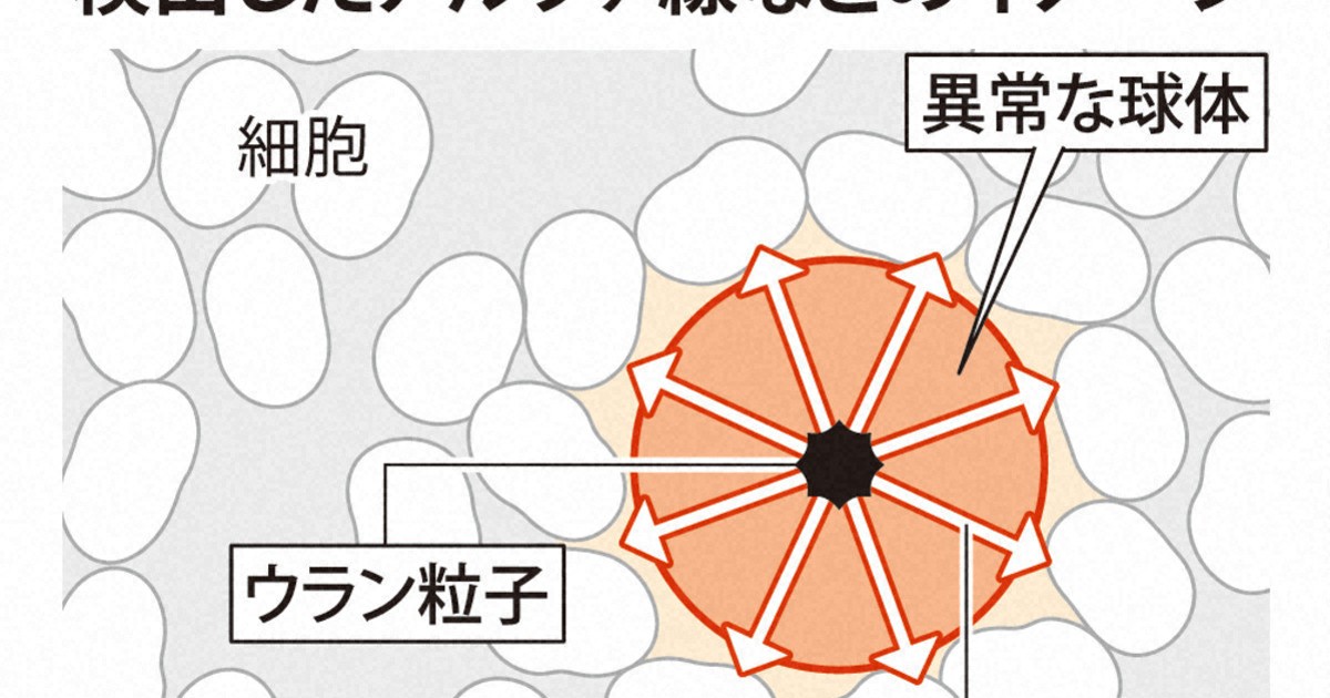 被爆から「70年後も内部被ばく」確認　長崎大など研究グループ発表 | 毎日新聞