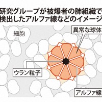 研究グループが被爆者の肺組織で検出したアルファ線などのイメージ