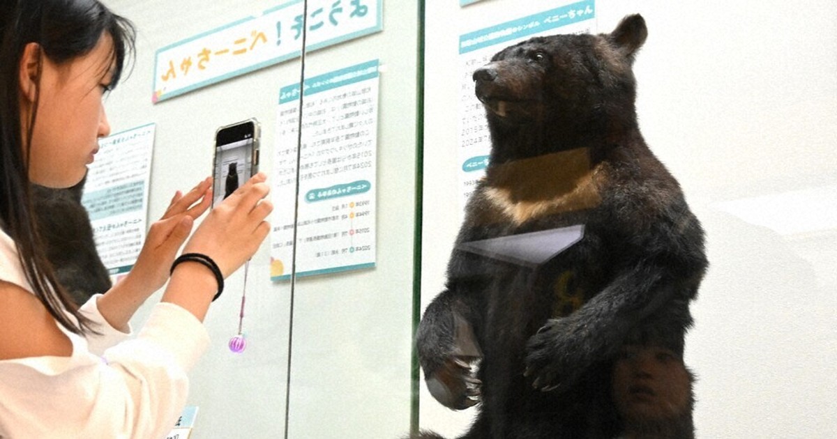 おかえり「ベニー」　「園長」愛されたクマの剝製公開　和歌山