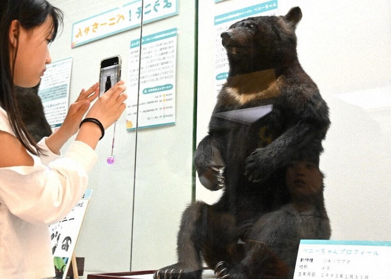 おかえり「ベニー」 「園長」愛されたクマの剝製公開 和歌山 | 毎日新聞
