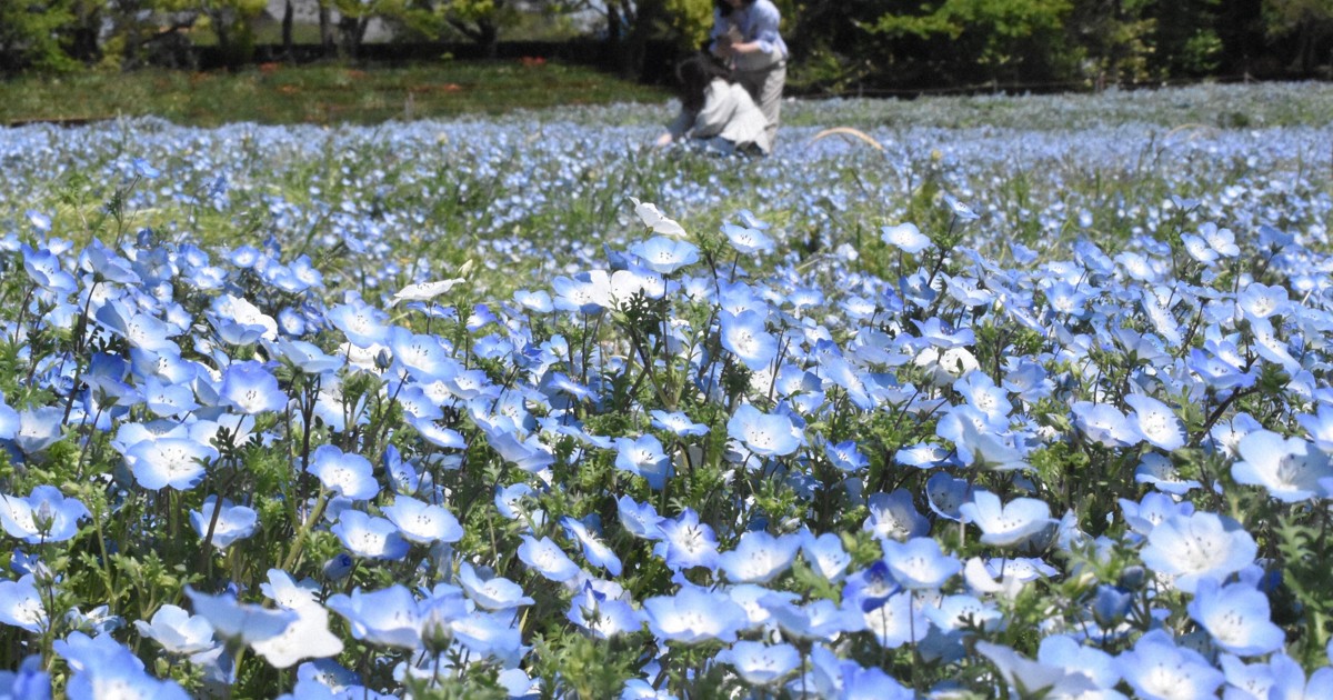 地上に広がる青い世界　三重・なばなの里でネモフィラが見ごろ