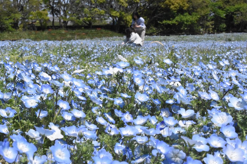 地上に広がる青い世界 三重・なばなの里でネモフィラが見ごろ | 毎日新聞