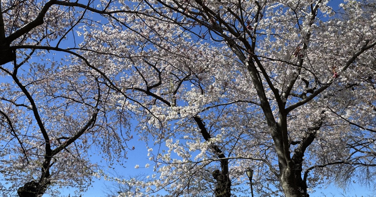 平野啓一郎さん「リアルトーク in NY」:一点依存でよいか　平野啓一郎さんが高市首相の振るまいに考える