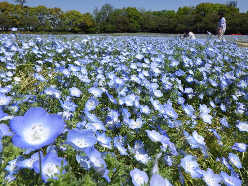花木に親しみ 春満喫 空のような青、見ごろ ネモフィラ100万株 なばな