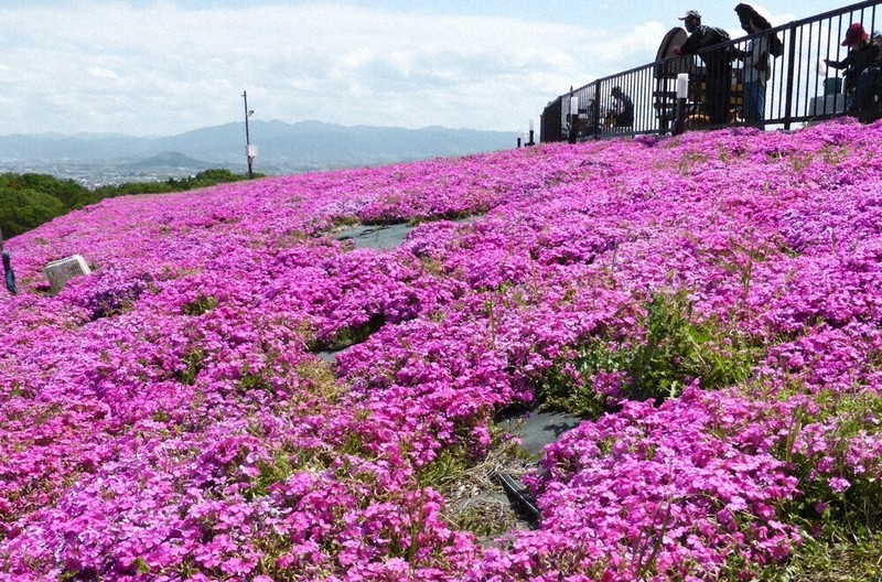 心ほっこり しあわせの森公園・シバザクラ見ごろ 葛城 ／奈良 | 毎日新聞