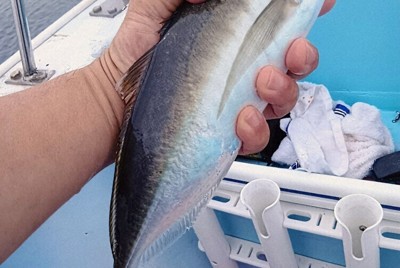 伊予灘で釣れた巨アジ＝中伊遊漁（愛媛県大洲市長浜）の船上で、井上英介撮影