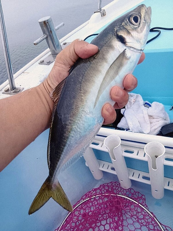 伊予灘で釣れた巨アジ＝中伊遊漁（愛媛県大洲市長浜）の船上で、井上英介撮影