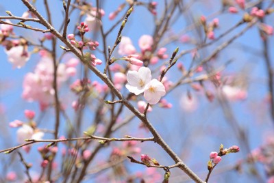 皇居・乾通りで花を咲かせたジンダイアケボノ＝2023年3月15日、井川加菜美撮影