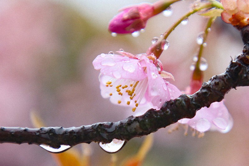 音のかなたへ：春雨ふるごとに | 毎日新聞