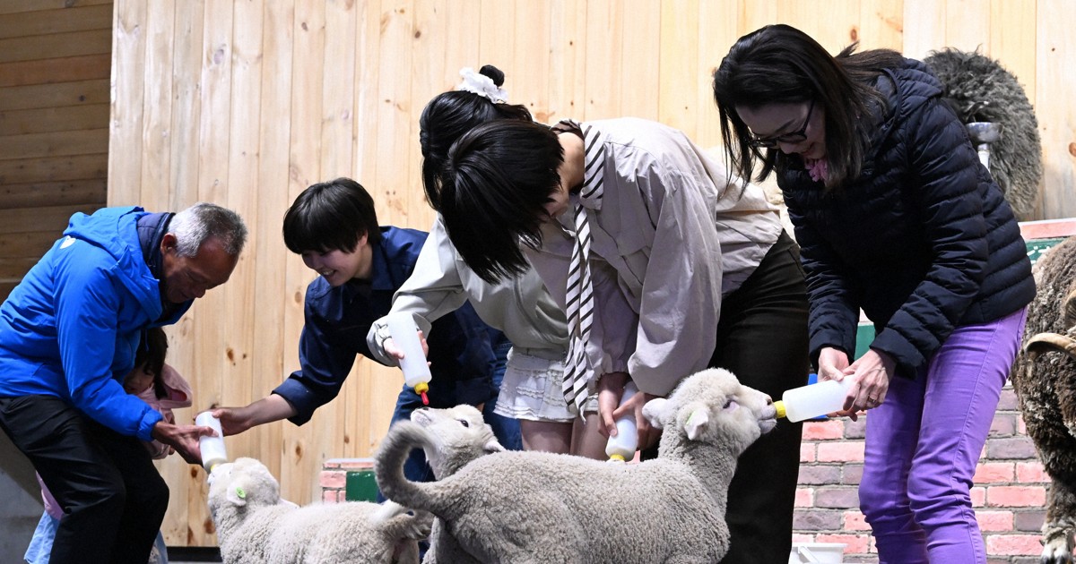 しっぽふりふり赤ちゃん羊　千葉・マザー牧場で「ミルクタイム」