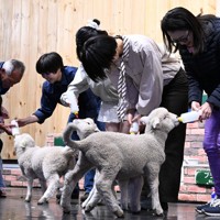羊の赤ちゃんにミルクを与える来場者＝千葉県富津市で2026年4月17日午前11時19分、宮田哲撮影