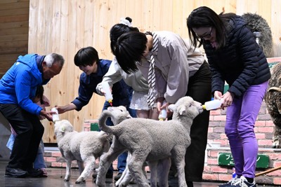 羊の赤ちゃんにミルクを与える来場者＝千葉県富津市で2026年4月17日午前11時19分、宮田哲撮影