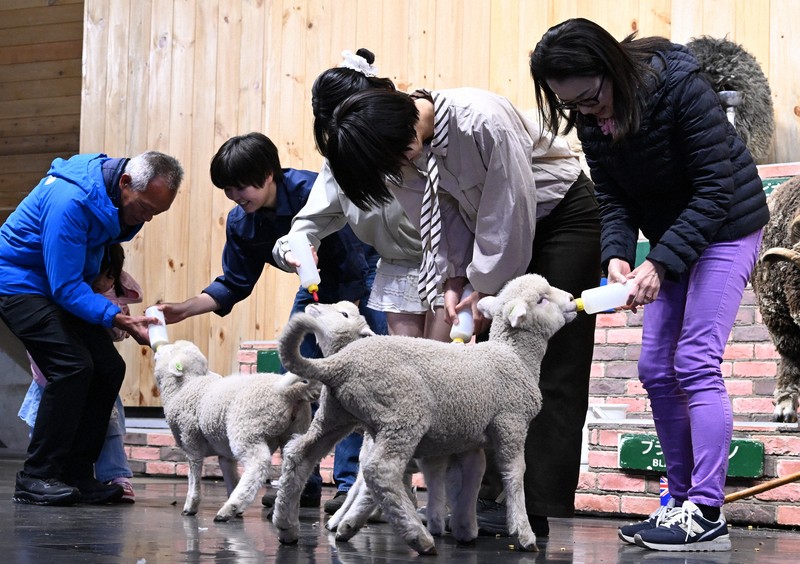 羊の赤ちゃんにミルクを与える来場者＝千葉県富津市で2026年4月17日午前11時19分、宮田哲撮影