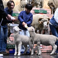羊の赤ちゃんにミルクを与える来場者（中央）＝千葉県富津市で2026年4月17日午後1時51分、宮田哲撮影
