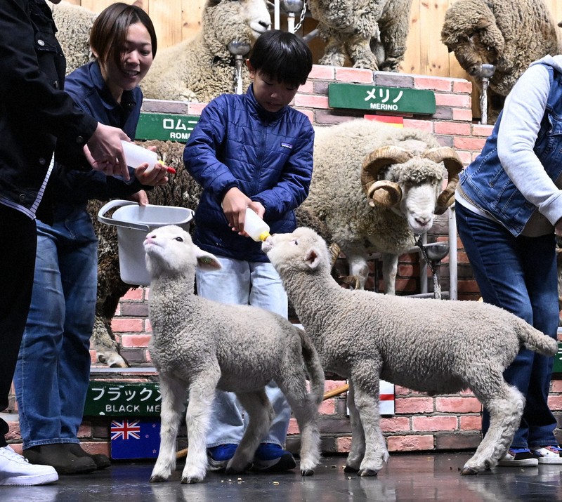 羊の赤ちゃんにミルクを与える来場者（中央）＝千葉県富津市で2026年4月17日午後1時51分、宮田哲撮影