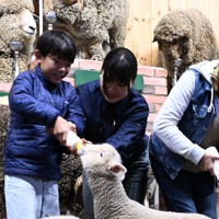 羊の赤ちゃんにミルクを与える来場者（左）＝千葉県富津市で2026年4月17日午後1時51分、宮田哲撮影
