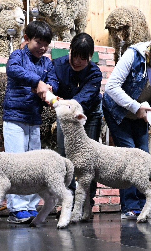 羊の赤ちゃんにミルクを与える来場者（左）＝千葉県富津市で2026年4月17日午後1時51分、宮田哲撮影