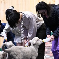 羊の赤ちゃんにミルクを与える来場者＝千葉県富津市で2026年4月17日午前11時19分、宮田哲撮影
