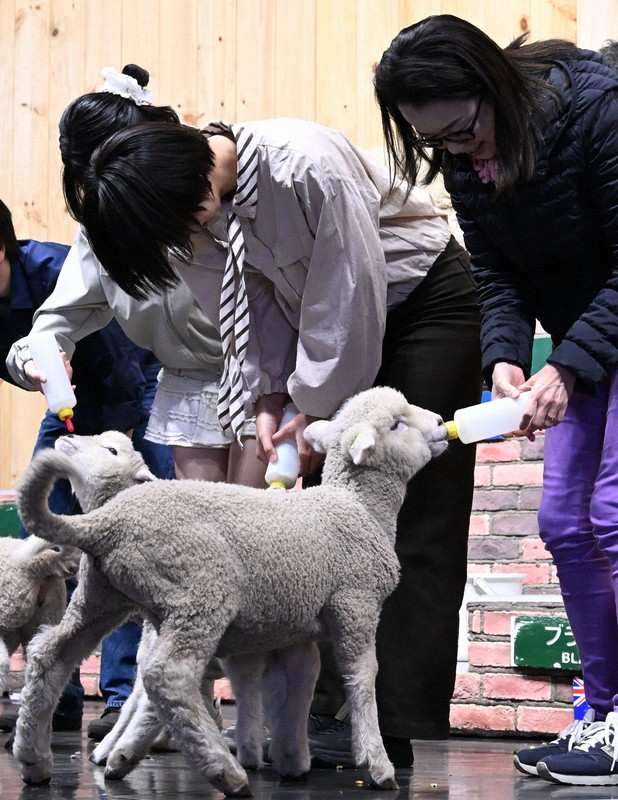 羊の赤ちゃんにミルクを与える来場者＝千葉県富津市で2026年4月17日午前11時19分、宮田哲撮影