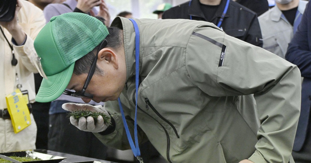 Shizuoka new tea fetches 1.18 mil. yen per kg at year's first auction