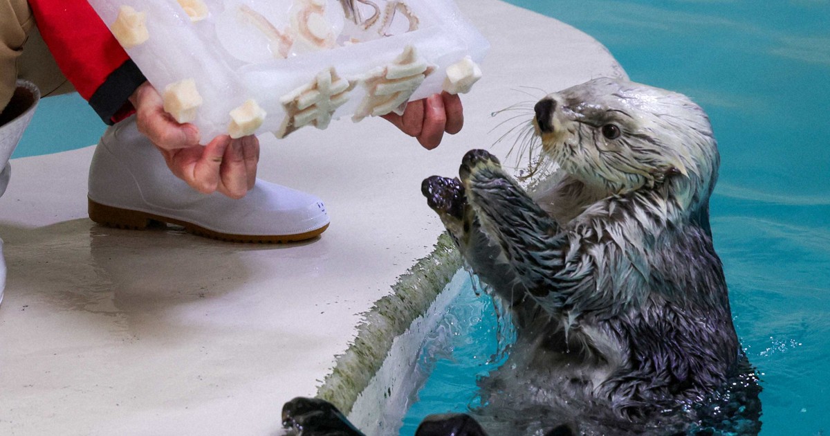 ラッコのキラ、18歳に　好物イカの誕生日ケーキはファン考案