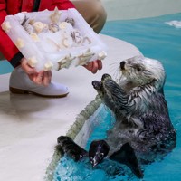 誕生祝いの特製アイスケーキを受け取るラッコのキラ＝鳥羽水族館提供