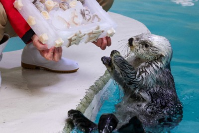 誕生祝いの特製アイスケーキを受け取るラッコのキラ＝鳥羽水族館提供
