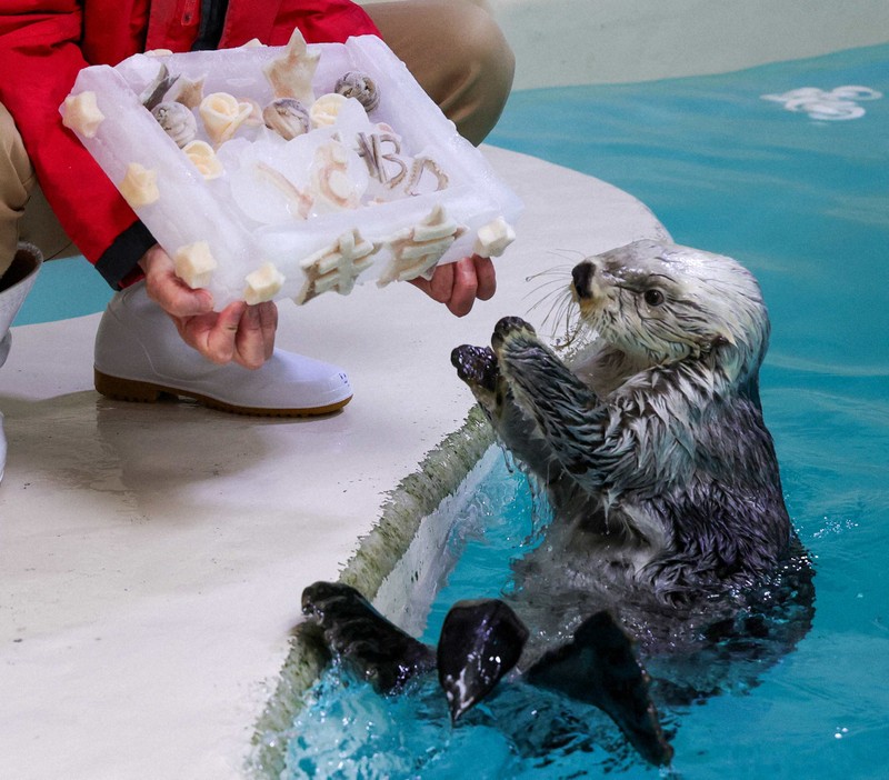 誕生祝いの特製アイスケーキを受け取るラッコのキラ＝鳥羽水族館提供