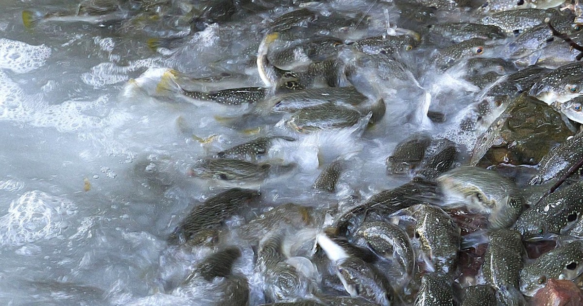 水しぶき激しく　クサフグの大群が産卵　宮崎・延岡