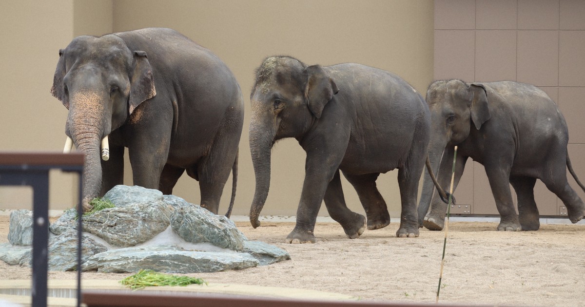 のっしのっし　マレーシアから来たゾウ、3頭公開　天王寺動物園
