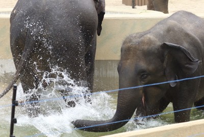 水遊びするアジアゾウ＝大阪市の天王寺動物園で2026年4月21日午前10時52分、安徳祐撮影