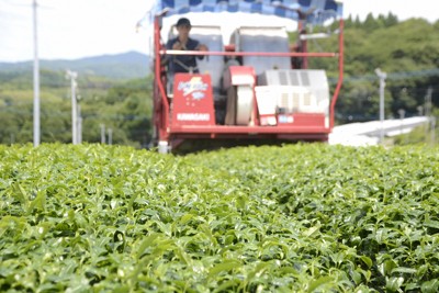 収穫期の茶畑。この生産者は2025年、抹茶向けの出荷を大幅に増やした＝福岡県八女市で2025年6月18日午後1時9分、久野洋撮影