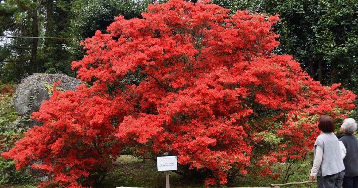 燃える春　樹齢300年、深紅のホンキリシマツツジ圧巻　福岡