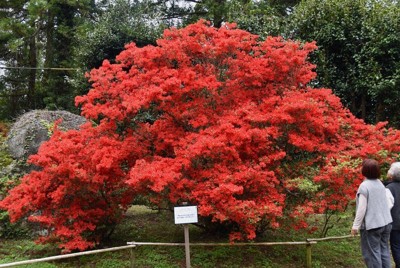福岡舞鶴公園戰國武將故居飄散芍藥香 1400株盛開中