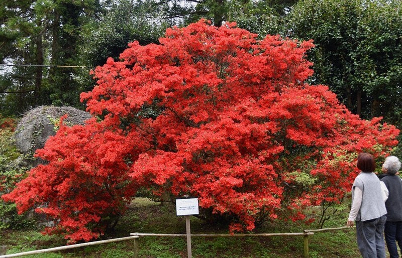 燃える春 樹齢300年、深紅のホンキリシマツツジ圧巻 福岡 | 毎日新聞